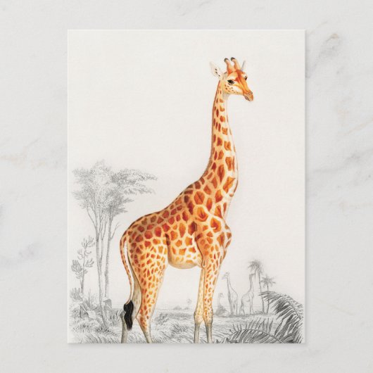Carte Postale L'élégante girafe (Devant)