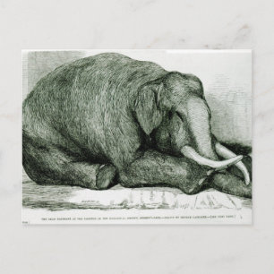 Carte Postale L'éléphant mort