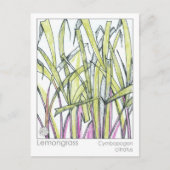 Carte Postale Lemongrass Herb Materia Medica Knowledge Card (Devant)
