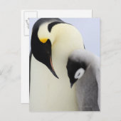 Carte Postale L'empereur Penguin regarde un poussin (Devant / Derrière)