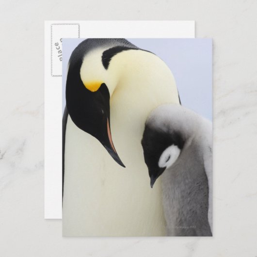 Carte Postale L'empereur Penguin regarde un poussin (Devant / Derrière)