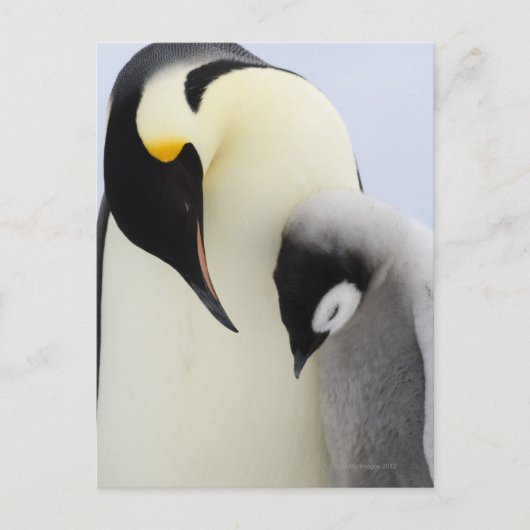 Carte Postale L'empereur Penguin regarde un poussin (Devant)