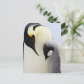 Carte Postale L'empereur Penguin regarde un poussin (Debout devant)