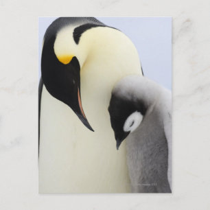 Carte Postale L'empereur Penguin regarde un poussin