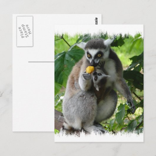 Carte postale Lemur (Devant / Derrière)