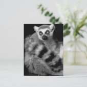 Carte Postale lémur (Debout devant)