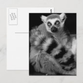 Carte Postale lémur (Devant / Derrière)