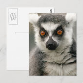 Carte Postale Lemur (Devant / Derrière)