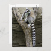 Carte postale Lemur (Devant / Derrière)