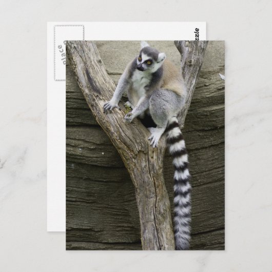 Carte postale Lemur (Devant / Derrière)