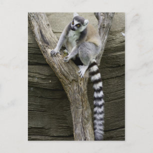 Carte postale Lemur