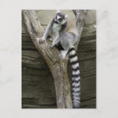 Carte postale Lemur (Devant)