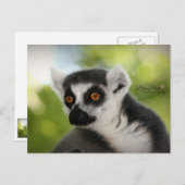 Carte Postale Lemur (Devant / Derrière)