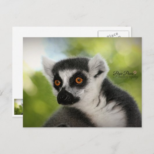 Carte Postale Lemur (Devant / Derrière)
