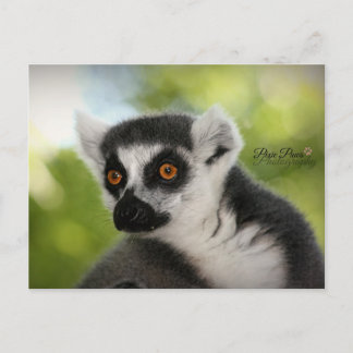 Carte Postale Lemur