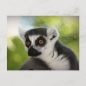Carte Postale Lemur (Devant)