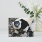 Carte Postale lemur4x6 (Debout devant)