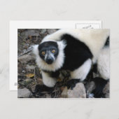 Carte Postale lemur4x6 (Devant / Derrière)