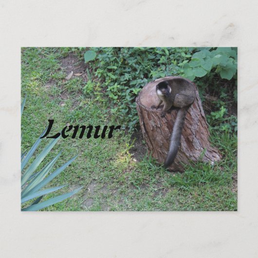 Carte Postale Lemur # 1 (Devant)