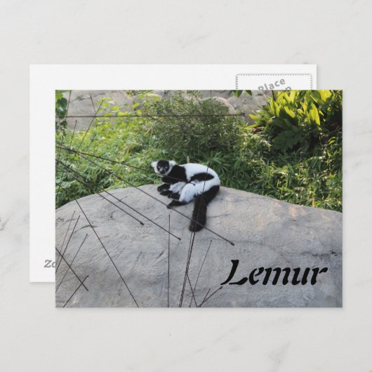 Carte Postale Lemur # 2 (Devant / Derrière)