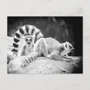 Carte postale Lemur à anneaux