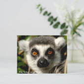 Carte postale Lemur à anneaux (Debout devant)