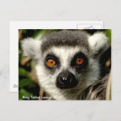 Carte postale Lemur à anneaux (Devant / Derrière)