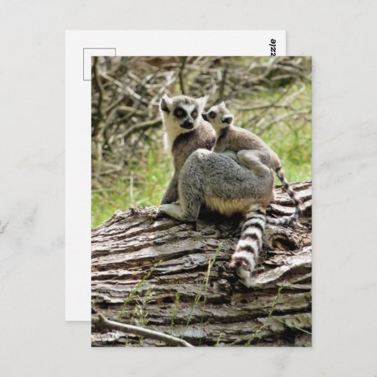 CARTE POSTALE LEMUR À BORD (Devant / Derrière)