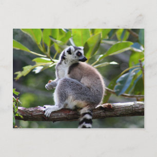 Carte Postale Lémur à queue