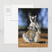 Carte Postale Lémur à queue annelée, (Lemur catta), Mère et (Devant / Derrière)