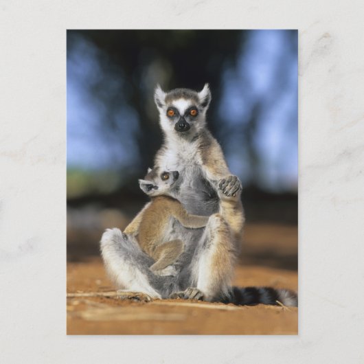 Carte Postale Lémur à queue annelée, (Lemur catta), Mère et (Devant)