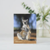 Carte Postale Lémur à queue annelée, (Lemur catta), Mère et (Debout devant)