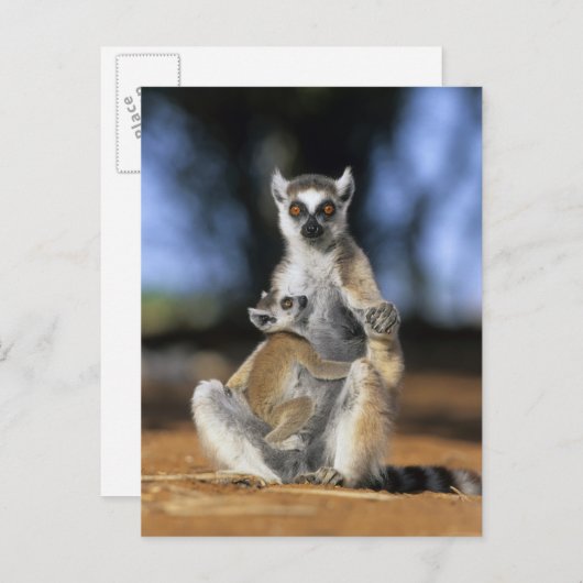 Carte Postale Lémur à queue d'anneau, (Lémur catta), Mère et (Devant / Derrière)