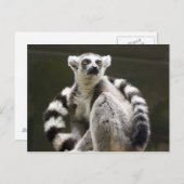 Carte Postale Lemur à queue de cerne (Devant / Derrière)