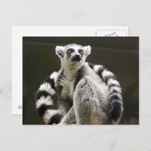 Carte Postale Lemur à queue de cerne (Devant / Derrière)