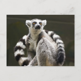 Carte Postale Lemur à queue de cerne