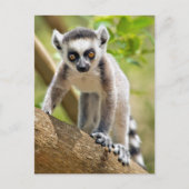 Carte Postale Lemur de bébé (Devant)