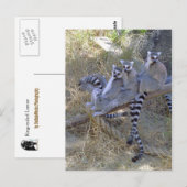 Carte postale Lemur Line (Devant / Derrière)