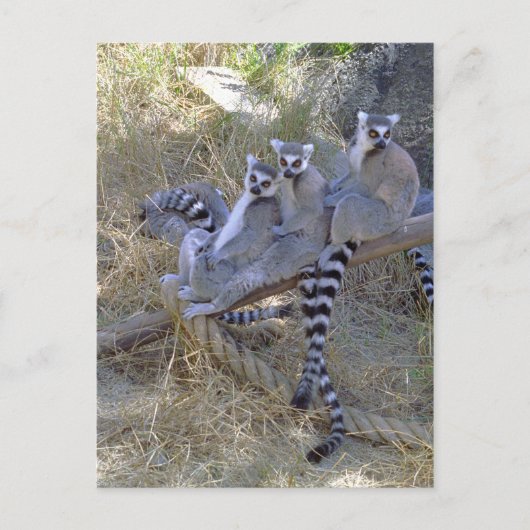 Carte postale Lemur Line (Devant)