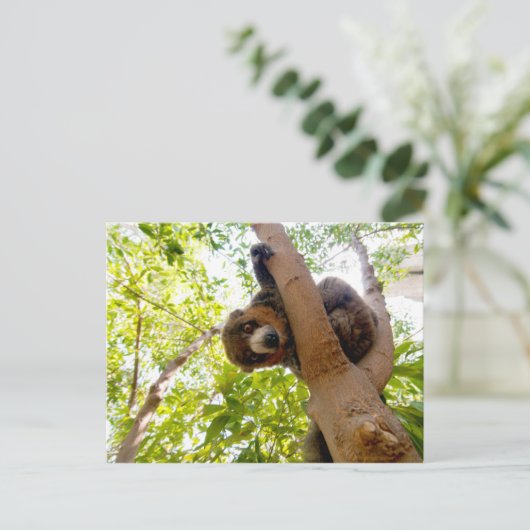 Carte Postale Lémur mongol (Debout devant)