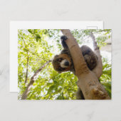 Carte Postale Lémur mongol (Devant / Derrière)