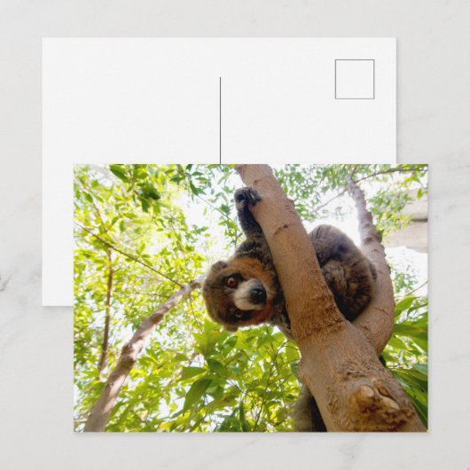 Carte Postale Lémur mongol (Devant / Derrière)