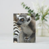 Carte postale Lemur Monkey (Debout devant)