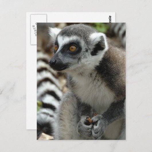 Carte postale Lemur Monkey (Devant / Derrière)
