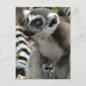Carte postale Lemur Monkey (Devant)