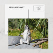 Carte Postale Lemur Monkey (Devant / Derrière)