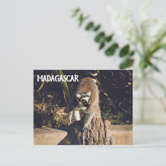 Carte Postale Lemur Monkey Madagascar Faune (Debout devant)