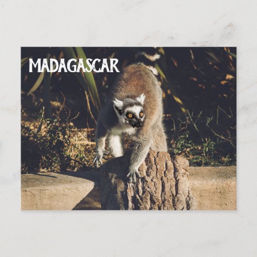Carte Postale Lemur Monkey Madagascar Faune (Devant)