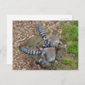 Carte postale Lemur no 1 à anneaux (Devant / Derrière)