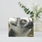 Carte postale Lemur Photo (Debout devant)